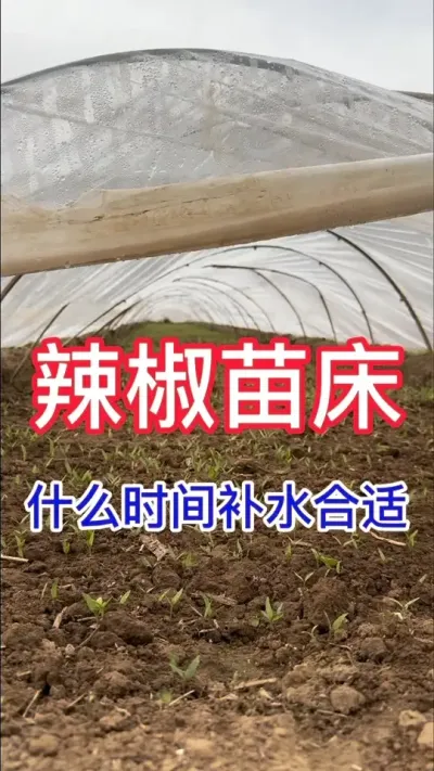 #辣椒育苗技术 #种苗培育 #分享农业知识帮农民增产增收 #辣椒高产 #传播农业小知识