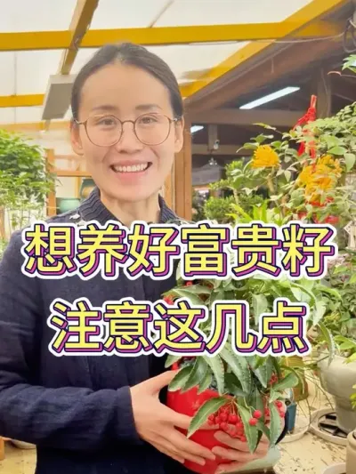 想养好富贵籽，注意这几点#花卉绿植 #养花小知识 #富贵籽怎么养 #爱生活爱养花 #养花小技巧