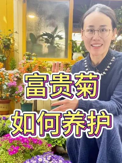 富贵菊如何养护？#爱生活爱养花 #花卉绿植 #富贵菊 #富贵菊怎么养 #养花小知识