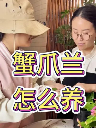 蟹爪兰怎么养#蟹爪兰 #蟹爪兰的养殖方法 #花卉绿植 #花卉绿植盆栽 #养花小知识