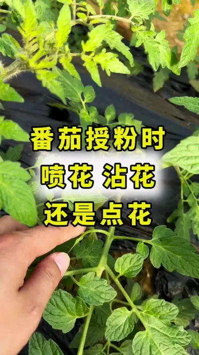 番茄授粉时，选择喷花还是点花！#西红柿种植 #农业种植 #番茄种植 #传播农业小知识 #西红柿授粉