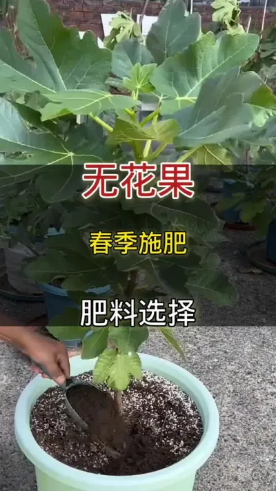 无花果春季底料选择#无花果#家庭种植