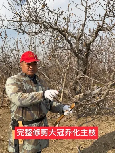 #果树管理技术 #病虫害防治 #农业技术推广 #新农人计划2024 #苹果树修剪