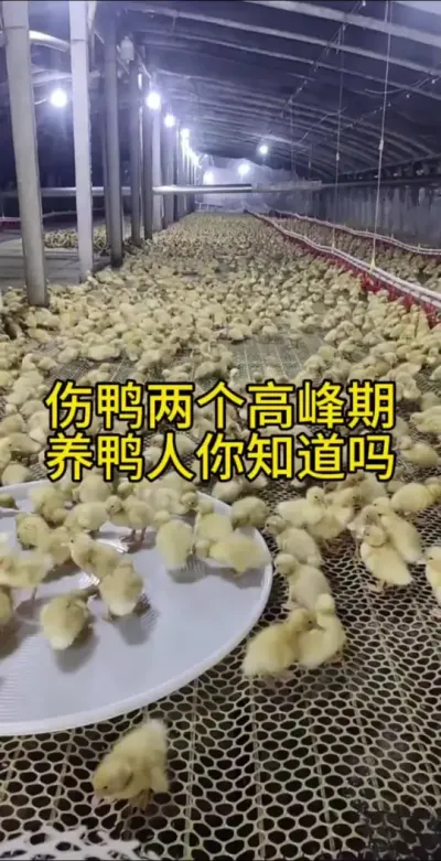 #肉鸭养殖 #禽病防治 #养鸭人 #养殖人加油 #科学养鸭
