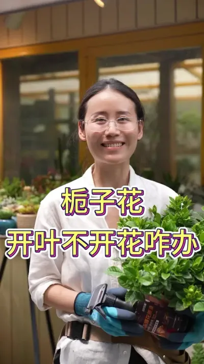 栀子花开叶不开花咋办#栀子花#栀子花养护 #养花小知识 #养花人的乐趣 #花卉绿植