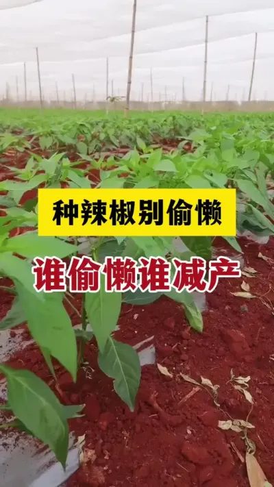 种辣椒别偷懒，谁偷懒谁减产#分享农业知识帮农民增产增收 #辣椒种植技术 #农业种植技术