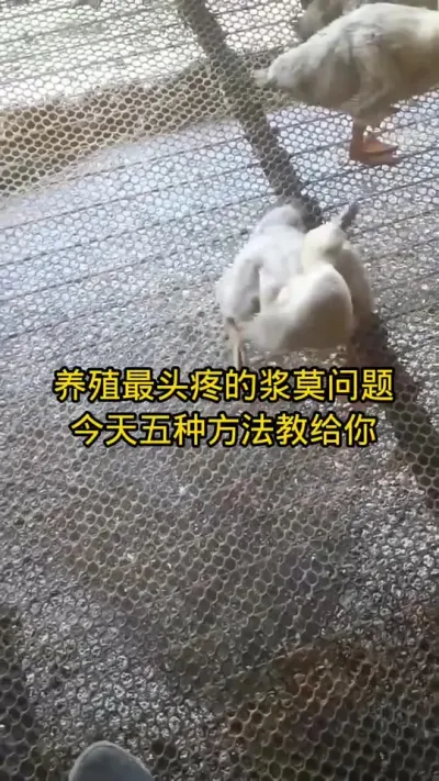 #养鸭 #肉鸭养殖 #养鸭技术 #鸭蛋