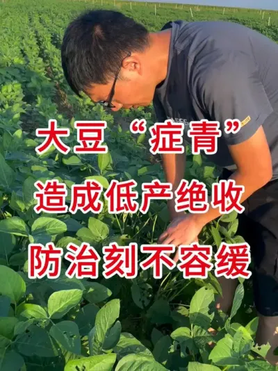 大豆田里最危险的虫子 #三农流量扶持计划 #大豆种植 #三农小知识 #农业种植 #抖音助农扶农