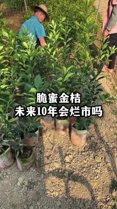 现在种植脆蜜金桔，未来10年会烂市吗？ #果苗供应 #脆蜜金桔 #融安金桔