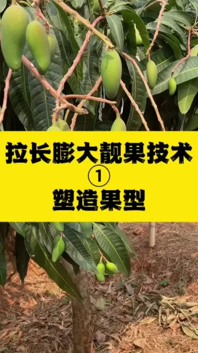 小金煌拉长膨大靓果技术-调塑果型 #果树管理 #种植小技巧 #金煌芒