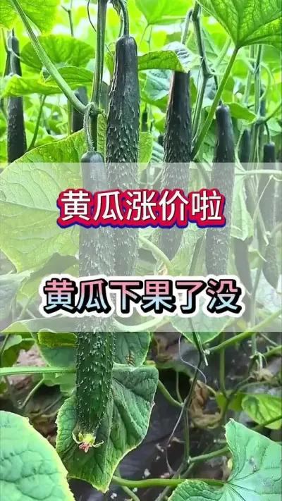 黄瓜涨价了，你家的黄瓜下果了没 #黄瓜 #黄瓜种植 #黄瓜高产种植 #服务三农支持三农 #三农