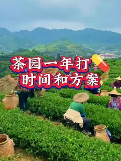 #茶园管理 #茶树种植 #携手助农 茶园三次打药时间用对收入翻倍，茶农种茶更省心