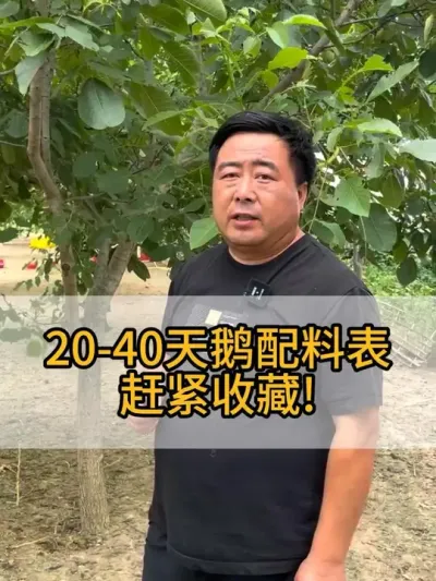 @老张 养鹅 #三农 #每天分享养殖技术和经验 #助力三农 #养鹅人