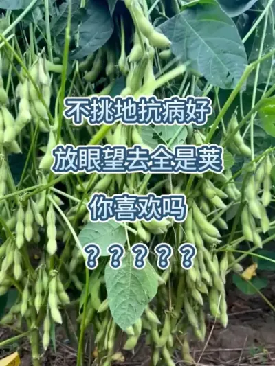 不挑地抗病好，放眼望去全是荚 #农业种植 #服务三农支持三农 #抖音助农 #大豆 #高产大豆 @DOU+小助手 @DOU+上热门 @抖音小助手