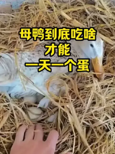 母鸭到底吃啥，才能，一天一个蛋#抖音三农#养殖#养鸭