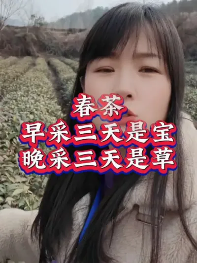 #春茶采摘 #抖音助农扶农 #春茶上市 #茶树种植技术与管理