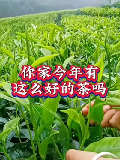 #召唤茶友 #春茶采摘 #抖音助农扶农 #茶树种植技术与管理