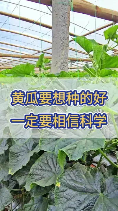 黄瓜要想种的好，一定要相信科学 #黄瓜 #黄瓜种植 #黄瓜高产种植 #服务三农支持三农 #三农