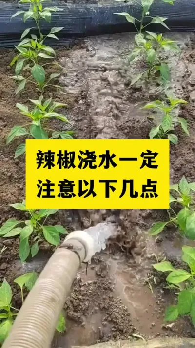 辣椒浇水一定要记住以下几点 #辣椒种植技术 #分享农业知识帮农民增产增收 #三农