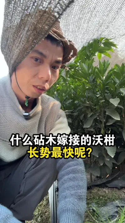 什么砧木嫁接的沃柑苗长势最快呢？带你现场对比一下 #沃柑 #沃柑种植 #果苗供应