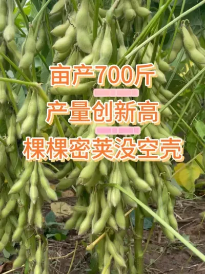四粒高产王，亩产700斤大金豆 #抖音助农 #服务三农支持三农 #农业种植 #优质农产品 #高产大豆种子