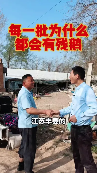 为什么每一批，都会剩下残鹅。#养鹅 #鹅苗#狮头鹅 #养鹅技术 #科学养鹅