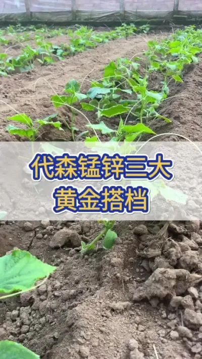 代森锰锌，三大黄金搭档 #黄瓜高产种植 #黄瓜 #黄瓜种植 #服务三农支持三农 #三农