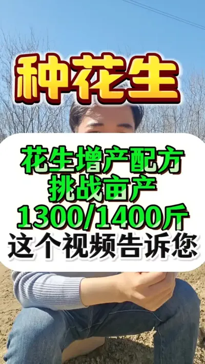 花生增产配方挑战13001400斤。#花生种植 #花生高产 #花生种植管理技术 #种花生 #花生膨壮粒粒饱