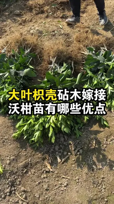 大叶枳壳砧木嫁接的沃柑苗，有哪些优点呢？ #果苗供应 #沃柑种植 #沃柑