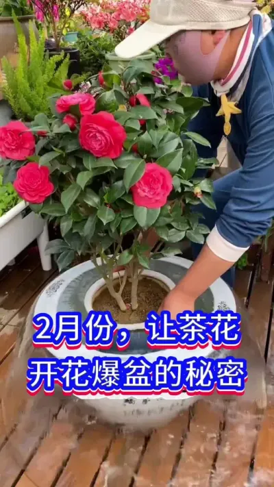 茶花开花的方法#茶花 #养花小知识 #英子园艺