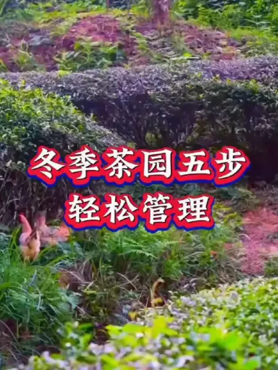 #茶树 #茶农茶事 #助力三农 #服务三农支持三农 #茶树种植技术与管理