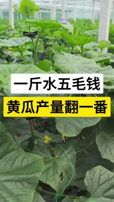 一斤水五毛钱，黄瓜产量翻一番 #黄瓜 #黄瓜高产种植 #叶面肥 #叶面肥这样用更高产 #服务三农支持三农