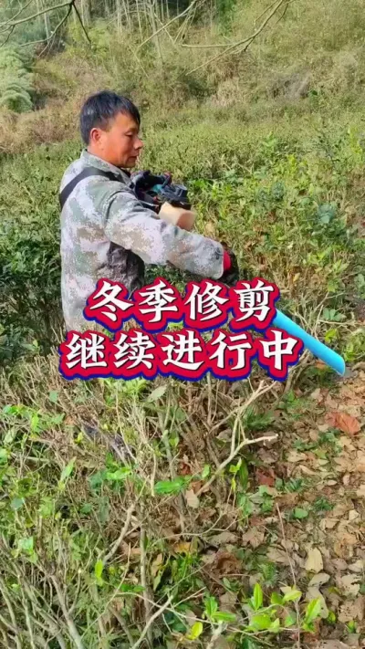 #服务三农支持三农 #茶树修剪 #茶树种植技术与管理 #茶 #抖音助农扶农
