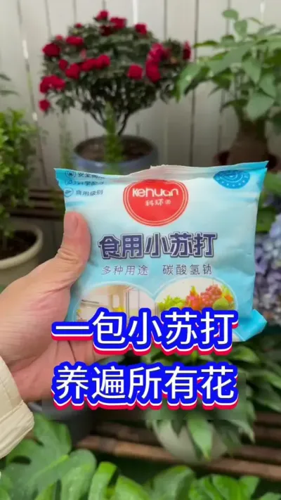 一包小苏打，养遍所有🌹#英子园艺 #养花小知识 #爱生活爱养花