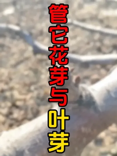 大樱桃背上旺枝修剪#大樱桃修剪 #车厘子 #大樱桃树苗 #果树修剪