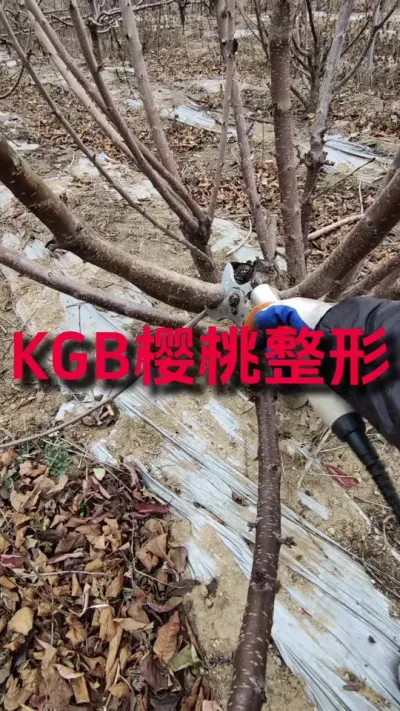 KGB大樱桃整形#KGB#果树修剪 #修剪树枝 #2024新农人计划 #锂电修枝剪