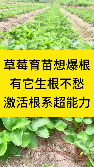 草莓育苗想爆根，有它生根不愁，激活根系超能力#草莓种植 #种草莓 #三农种植 #种菜小技巧 #草莓种植管理技术和方法