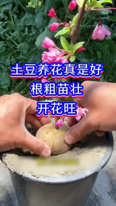 土豆养花可以根粗苗壮#爱生活爱养花 #养花我是认真的 #花卉绿植