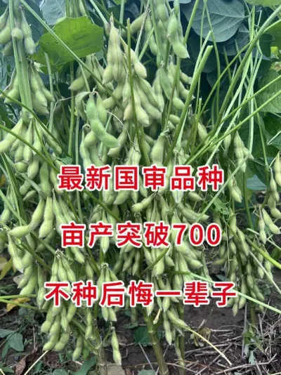 最新国审豆种，黄淮海地区必选 #三农流量扶持计划 #抖音助农 #大豆种植 #
