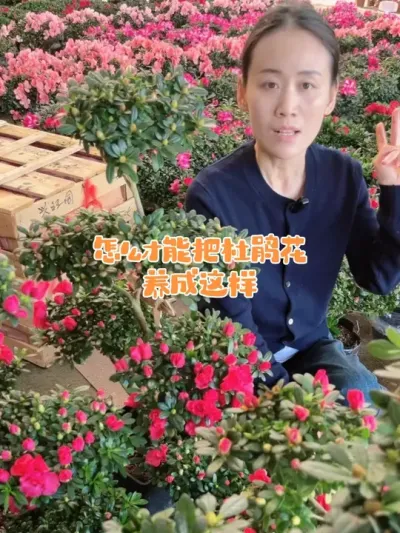 怎么才能把杜鹃花养成这样#杜鹃花 #花卉绿植 #杜鹃花 #爱生活爱养花 #鲜花