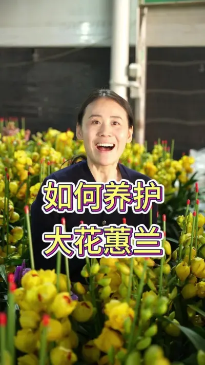 过年想观赏满盆的兰花 要怎么做呢#年宵花 #花卉绿植 #花卉基地 #大花蕙兰 #兰花