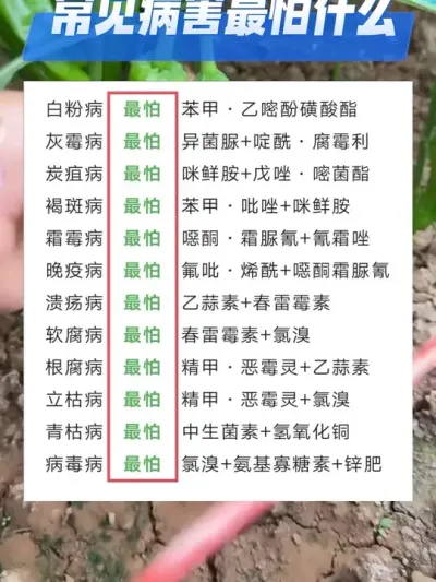 常见病害最怕的杀菌剂#三农 #种植小技巧 #抖音助农