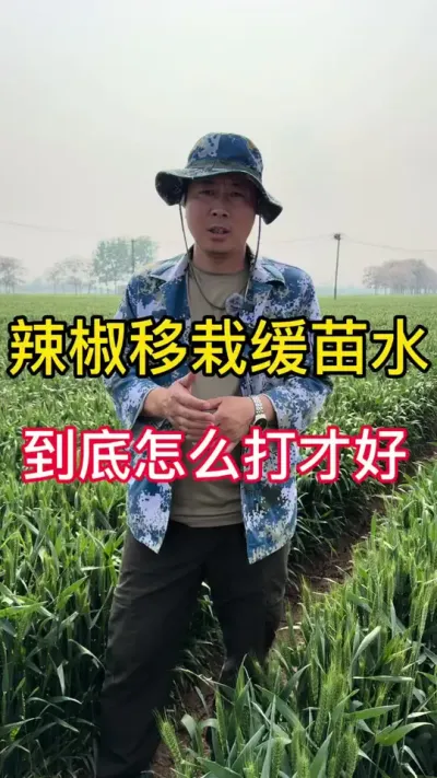 辣椒移栽怎么打缓苗水#辣椒种植 #辣椒专用保花保果叶面肥 #辣椒 #辣椒高产 #关注我每天分享种植知识
