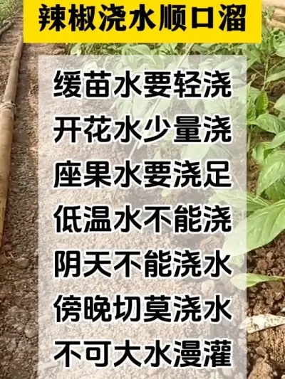 辣椒浇水顺口溜#分享农业知识帮农民增产增收 #农业种植技术 #辣椒种植技术