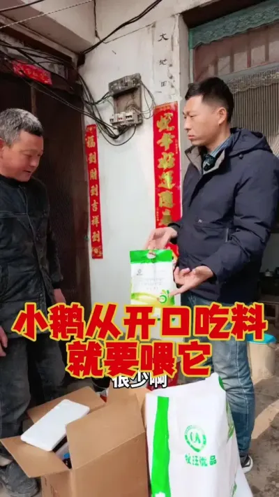 小鹅从开口吃料，就要加上它，粪便好！#养鹅 #养鹅技术 #狮头鹅 #鹅苗 #科学养鹅