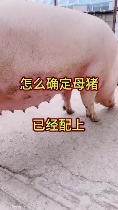 #猪#三农 #每天分享养殖小知识 #自繁自养