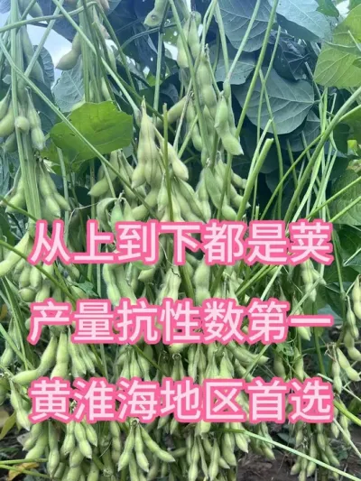 从上到下都是荚，产量抗性数第一，黄淮地区首选 #高产大豆