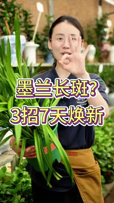 墨兰长斑？3招7天焕新#花的世界很美 #养花的乐趣 #墨兰 #墨兰花期 #养护小知识