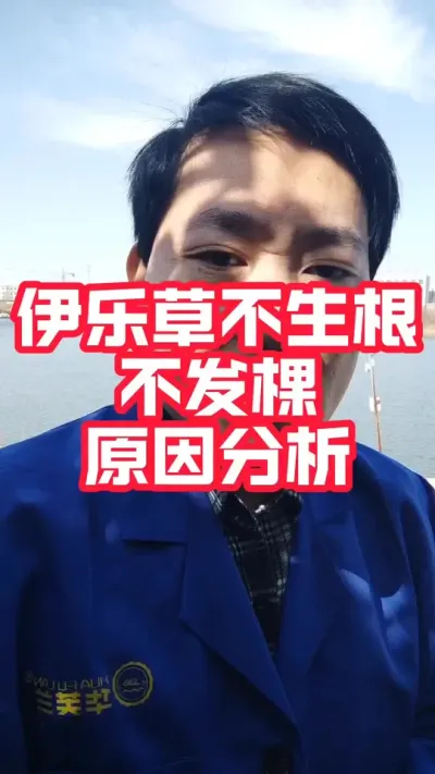 分析伊乐草不发棵不生根原因！#大闸蟹养殖#河蟹养殖 #螃蟹养殖 #螃蟹#抖音助农