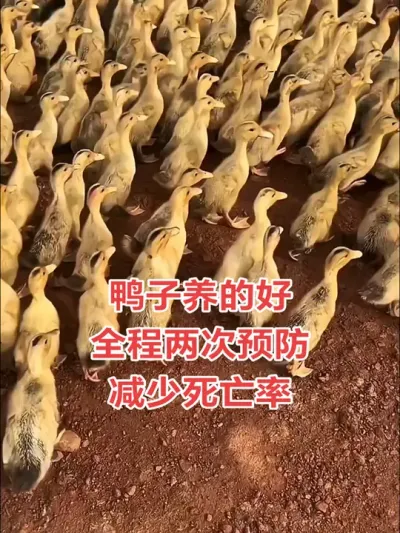 #养鸭人 #蛋鸭养殖 #禽病防治 #养鸭小妙招